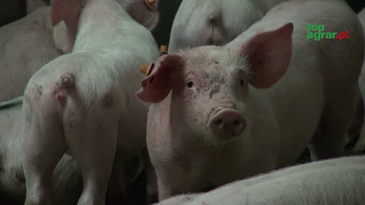 Trzoda w cenie