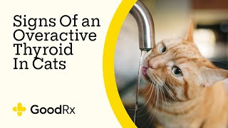 7 Signs Of Hyperthyroidism In Cats | GoodRx