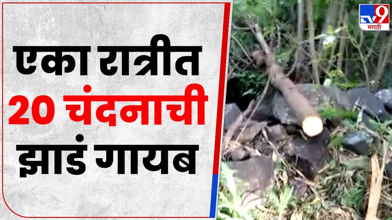 Pune Chandan Tree Theft | आंबेगाव तालुक्यात शेतकऱ्याची तब्बल 20 चंदनाची झाडं चोरली-tv9