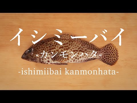 イシミーバイ カンモンハタ のさばき方 How To Filet Honeycomb Grouper 日本さばけるプロジェクト Youtube