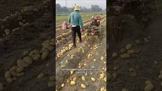 Beginilah Cara Petani Kentang Memanen Kentang Mereka