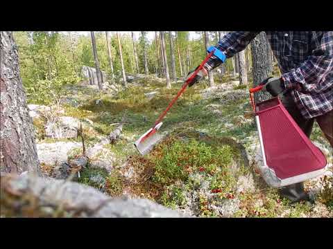 Video: Puolukan Lääkeominaisuudet. Puolukka Valokuva