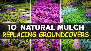 10 GROUNDCOVERS THAT REPLACE MULCH NATURALLY (AND LOOK BETTER!)