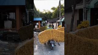 Download Lagu Musim panen tembakau MP3