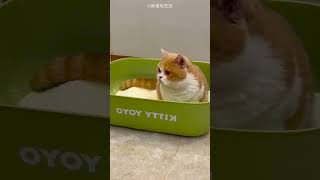 Cat Litter Box Prank Gone Wrong 🐱😂🧲 #Cat #FunnyPrank #Pets #Comedy #Shorts