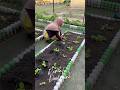 Pindah tanam sawi samhongking #berkebun #gardening