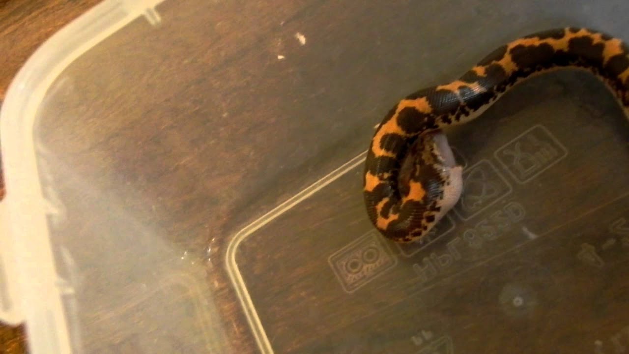 Curated visual reference: Visual Reference: Kenyan Sand Boa Feeding