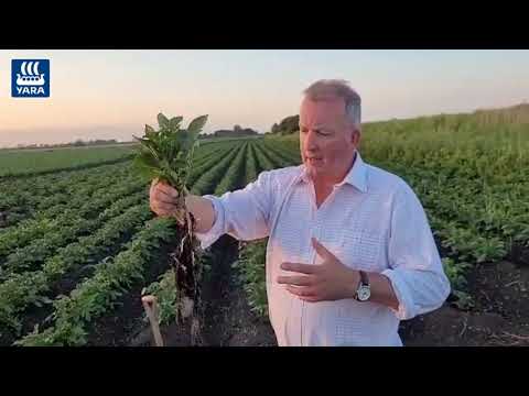 Video: Brambory s Corky Ringspot – Jak spravovat Ringspot of Potatoes