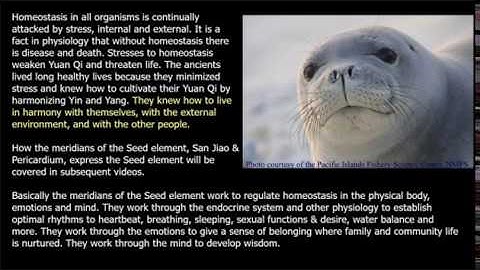 6-element acupuncture: Seed element part 3: Seed Element & Homeostatic Synergy