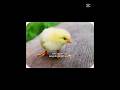 çok güzel #sari #keşfetbeniöneçıkar #youtubeshorts#edit#fypシ #blackpink#manifest#football #lvbelc5