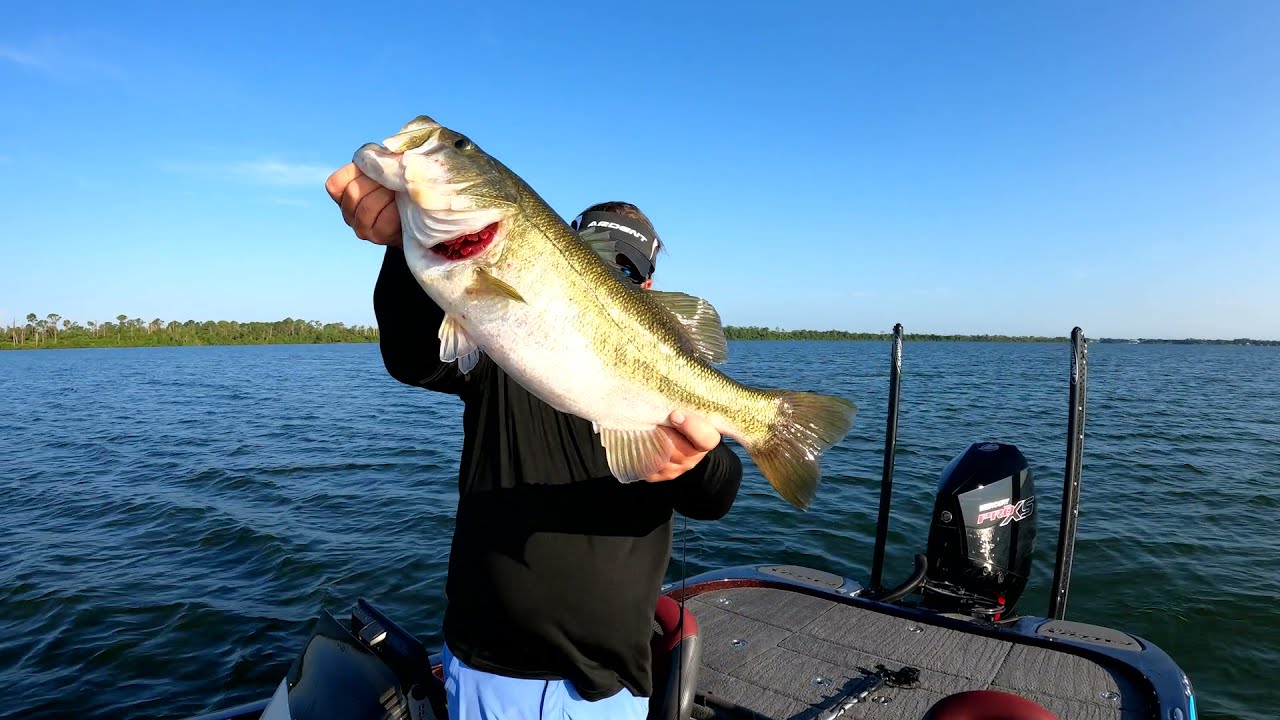 GREAT BIG GIANT Bass! | NETBAIT