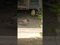 #pigeon #pigeonlover #pigeons #fyp #trendingreels #short #shortsfeed #animals