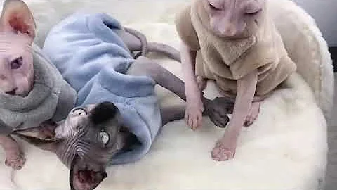 Video 9413411: sphynx cat sphinx, sphynxcat sphinx, pets sphinx cat