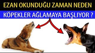 Ezan Okundugu Zaman Neden Kopekler Aglamaya Basliyor Youtube