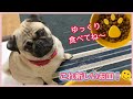 [犬の早食い防止]パグに新しい早食い防止皿で検証してみた。PUG