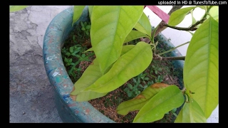 玉蘭花葉子不曉得怎麼了 移植施肥就變這樣 附圖 Youtube