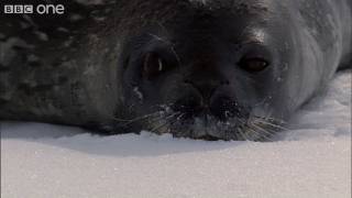 Orca Wave Washing - Frozen Planet - BBC