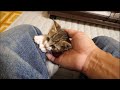【保護猫】ナデナデすると喜んで膝の上に乗ってくる子猫