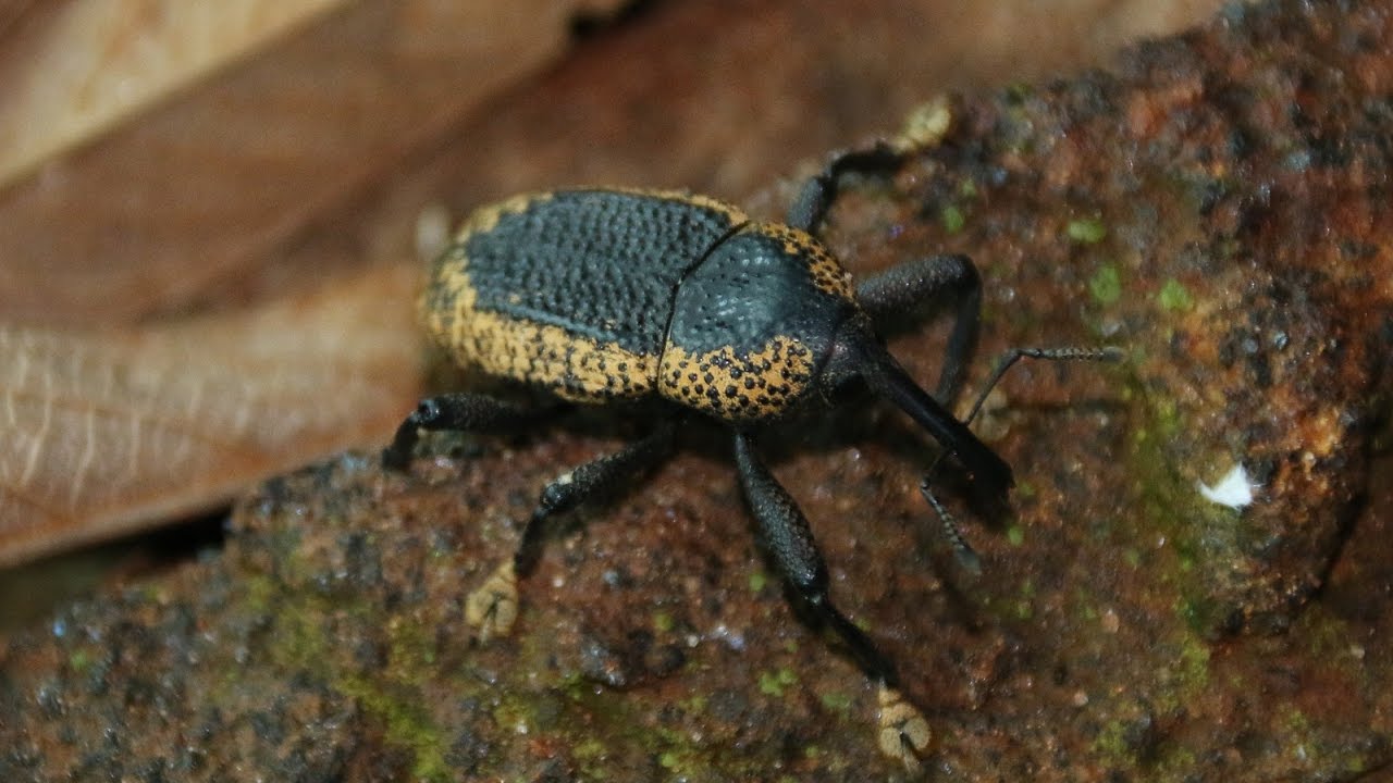 Homalinotus deplanatus
