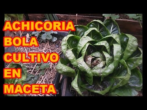 Achicoria roja cuando se siembra