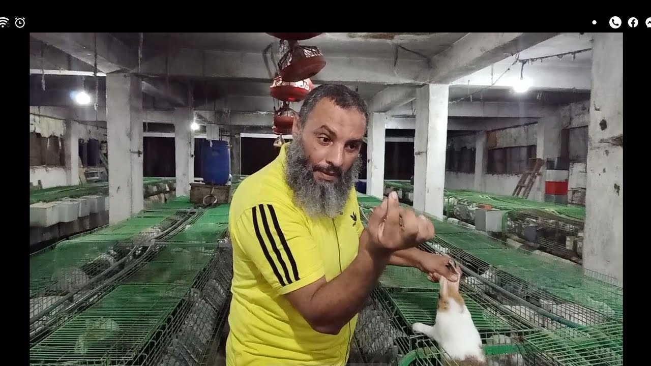 ارانب الخير ابتدي ازاي مع الارانب فيروسي ولا بكتيري،،،١٧٨