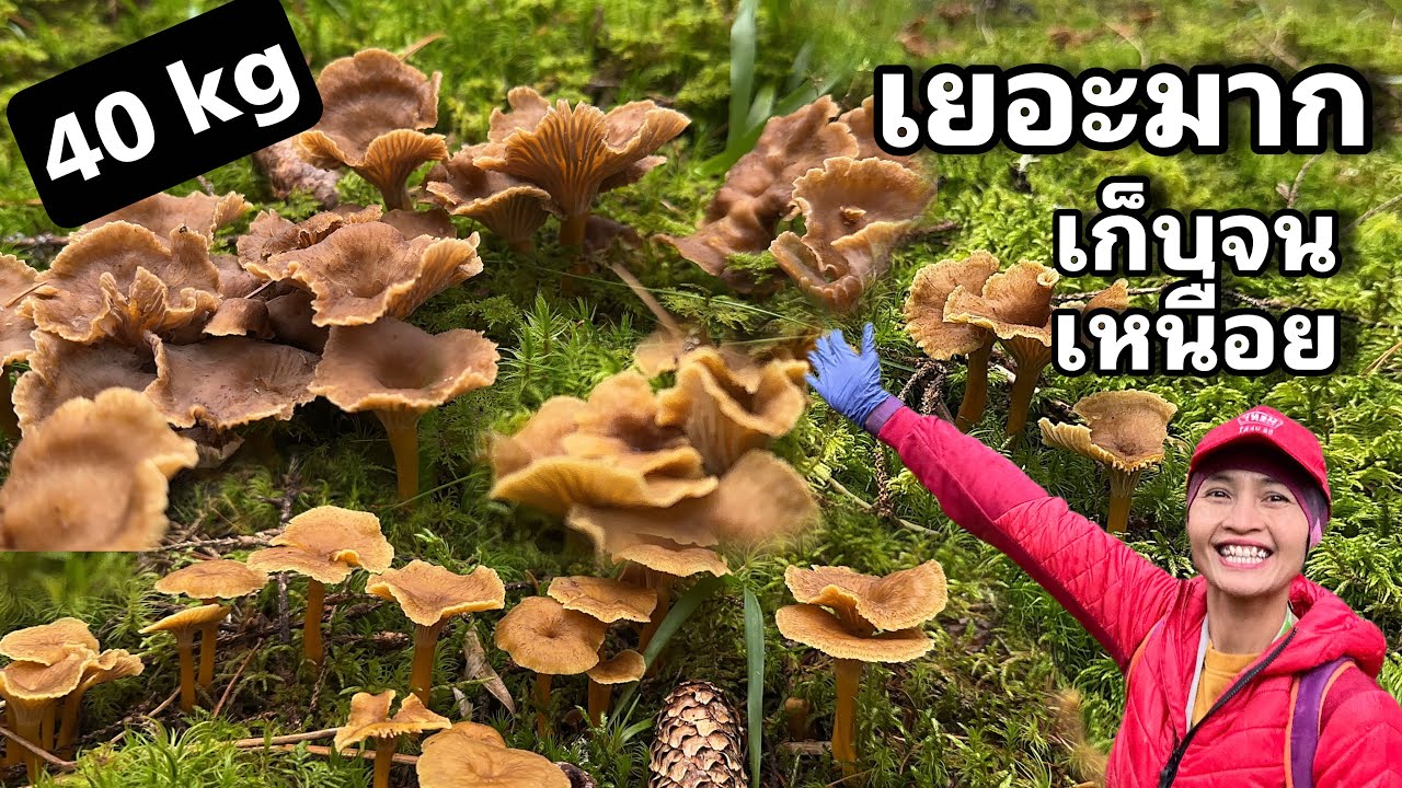 เก็บเห็ดกับพี่ต้อ @Tohsweden  คลิป 2/4 มาเจอดงเห็ดดำ แยกย้ายกันเก็บเยอะโคตรๆเยอะมากๆ ต้องป่านี้