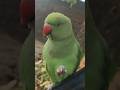 #mummy ek gilas pani de do #funny #funnyanimal #funnyparrot #talkingparot #viralvideo #viralreels...