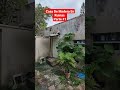 Casa De Madera En Ruinas.Parte #1
