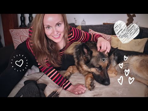 ASMR MIT SCHÄFERHUNDEN (GERMAN SHEPHERDS)🐕‍🦺(BRUSHING & STROKING) + BLOOPERS 😂🥰