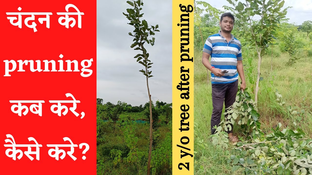 Sandalwood pruning || market rate of heartwood || चंदन की काट-छाट कैसे करें #sandalwoodfarming