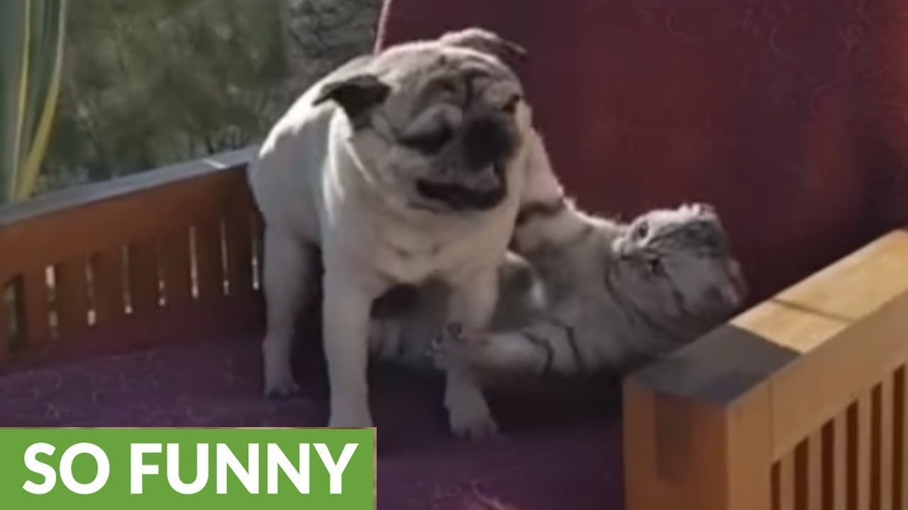 cats and kittens rspca Pug & cat humorously wrestle for favorite chair