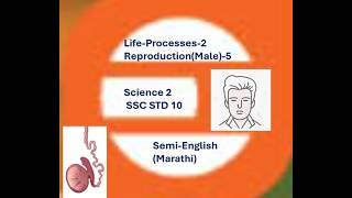 Life-Processes-2:Reproduction(Male)-5|SSC STD 10|Semi-English (Marathi)| Science 2!