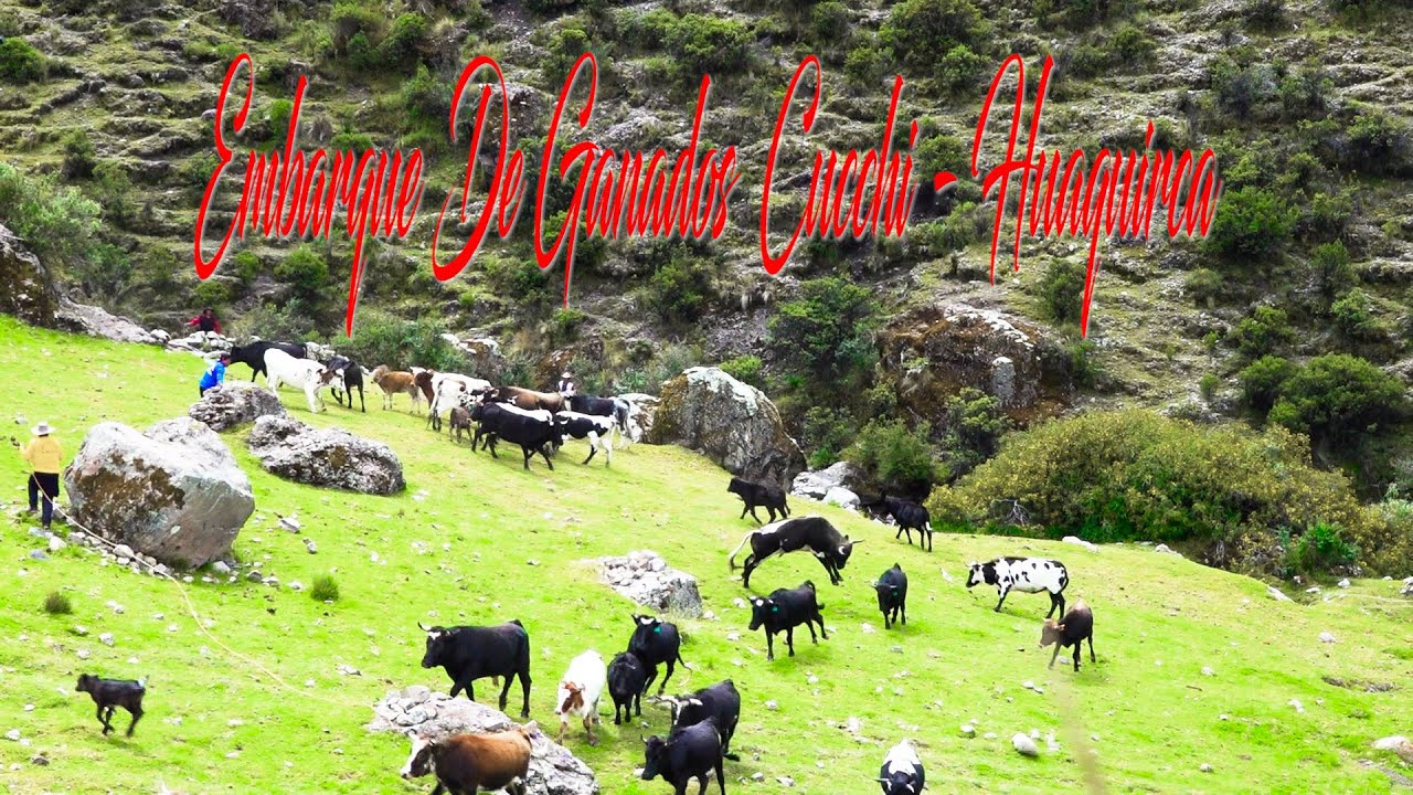 EMBARQUE DE TOROS BRAVOS FAM: CHOQUE