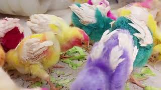 Beautiful Color Full Baby Desi Chicks for Kids in Small Murgi