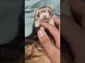 SLEEPY FERRET I swear they are so cute when they wake up. #shorts #pets