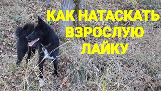 ИСПРАВЛЕНИЕ УПУЩЕННОЙ ЛАЙКИ 2. НАТАСКА ШЕЛЬМЫ.