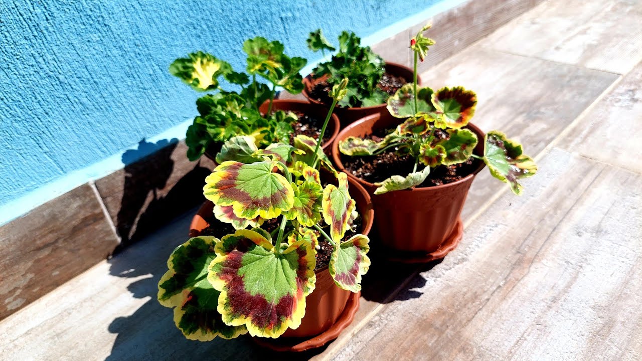 Yeni Alınan Sardunya Saksı Değişimi, Hormon Bezi Çıkarılmalı,Bakımı Üretimi, Özel Tür Bakımı,Sohbet