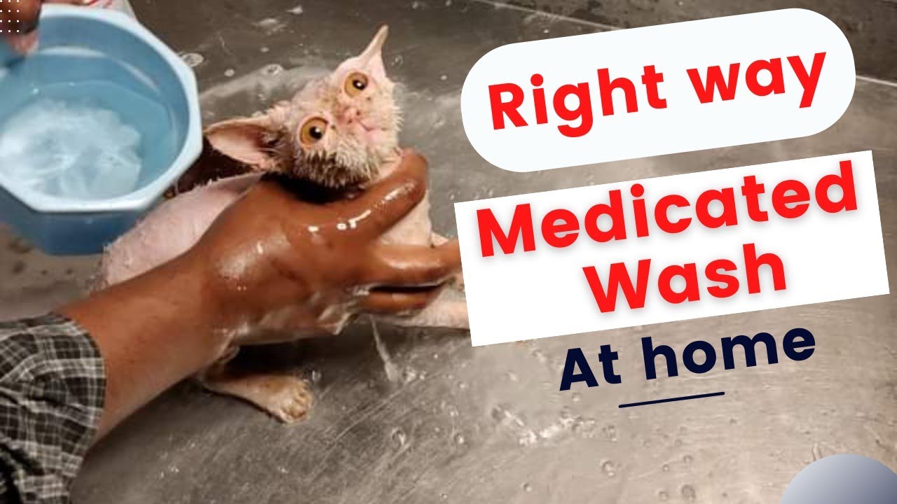How to wash a cat at home Medicated Fungal bathe Skin Treatment