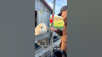 Đừng Lên Đùa Với Lạc Đà Alpaca 😅😅😅#dongvat #khampha