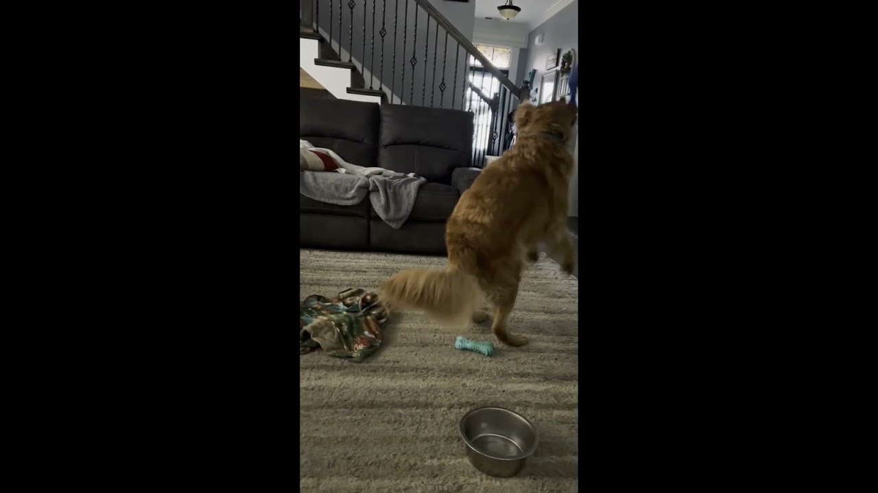 Wally & Sully Toy Review: Kong vs Playology