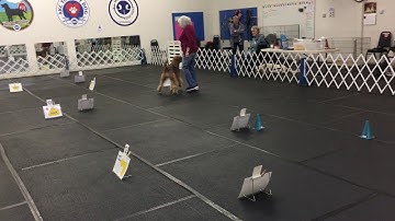AKC Rally Intermediate Virtual Course #1