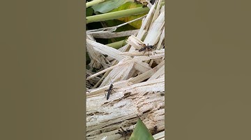 🏡 Keeping Grasshoppers as Pets?! 😲 #UnusualPets #InsectLove
