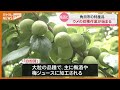 「去年より実が大きくなっている」特産のウメ…収穫 始まる（宮城・角田市）