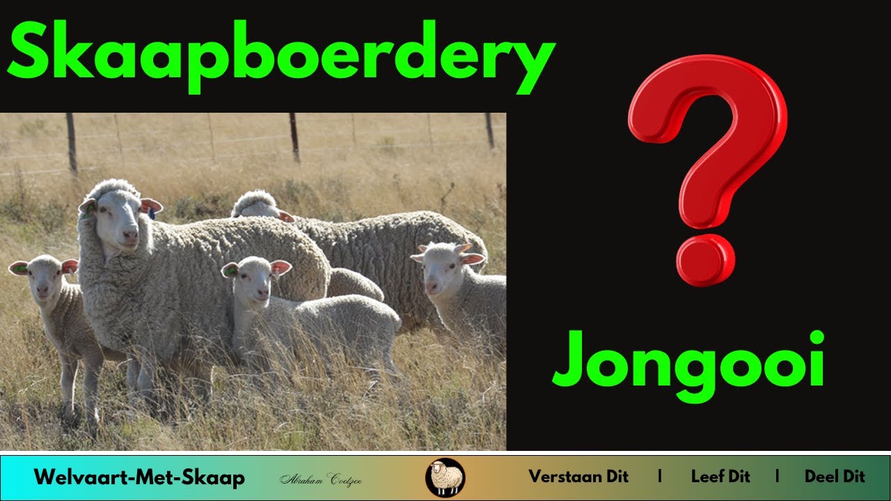 WMS 6 - Hoe belangrik is die uitgroei van ooilammers en jongooie?