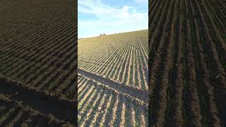 Oats are popping out of the ground