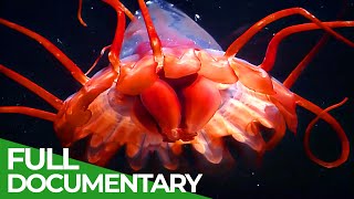 Skagerrak - Europe's Unique Marine Animal Habitat | Free Documentary Nature