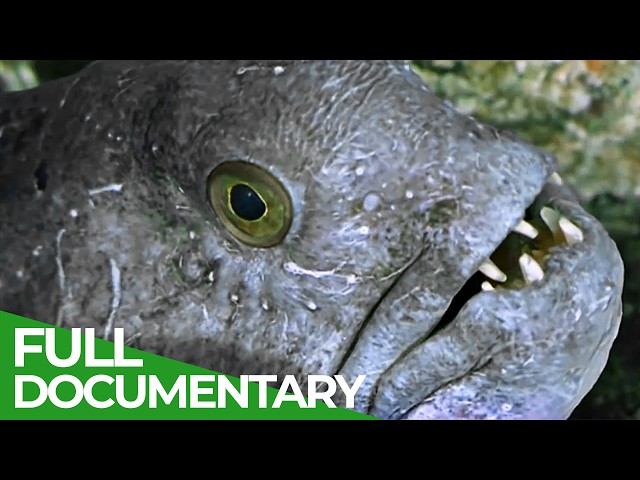 Skagerrak - Europe's Unique Marine Animal Habitat | Free Documentary Nature class=