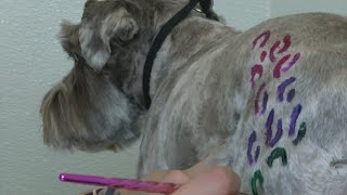 New 'creative grooming' business specializes in bright colors, wild prints for dogs