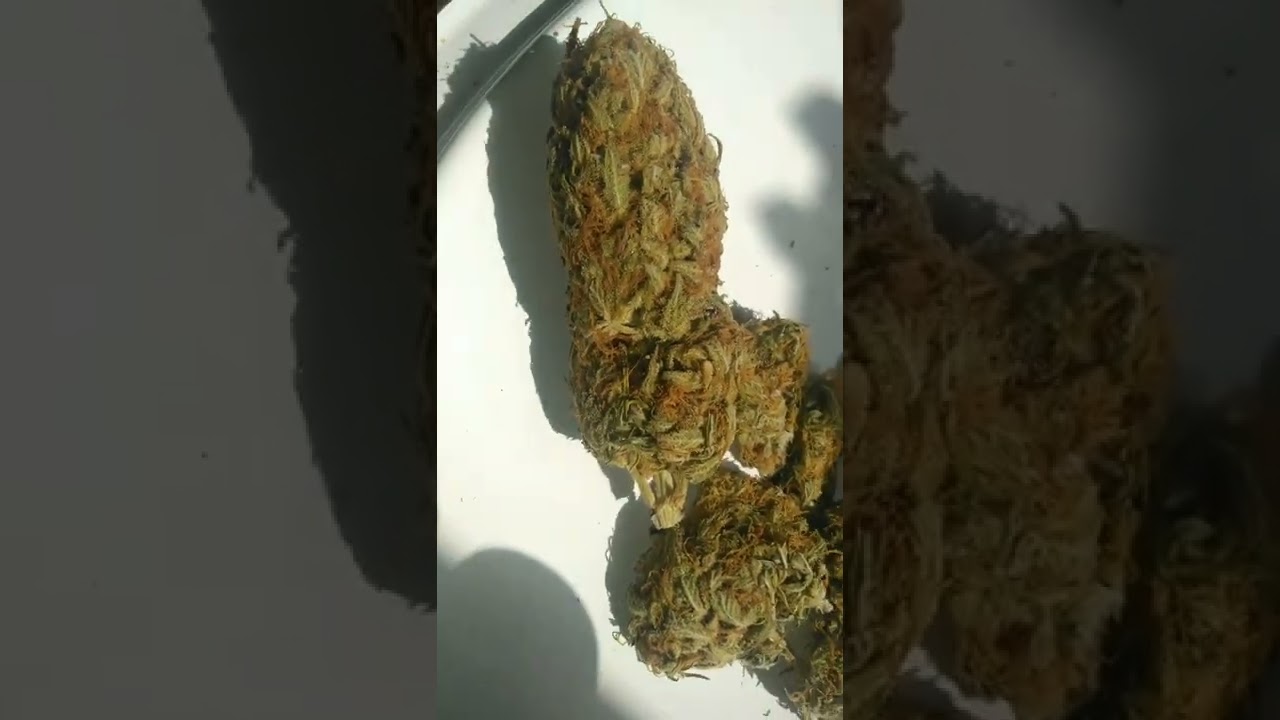 CALIFORNIAN ORANGE🍊 DUTCH PASSION