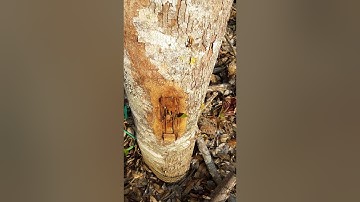 Ghép cải tạo sầu riêng già cỗi tỉ lệ 80%